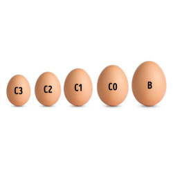 Яйце, С1, штучне першої категорії